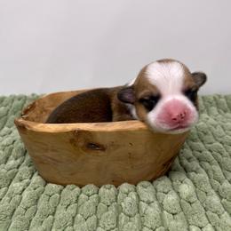 Lady - Red female Pembroke Welsh Corgi puppy in Waco, Texas from The Comma Corgis