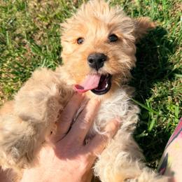 Everest with training - Red and white male Cockapoo puppy in Boonville, North Carolina from Doods & Dolls