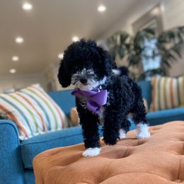 Havanese and Havapoo Puppies from Ladypawspuppies