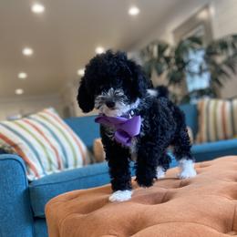 Havanese and Havapoo Puppies from Ladypawspuppies
