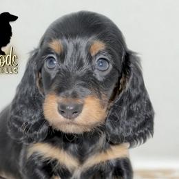 Dachshund Puppies from Piney Woods Miniature Dachshunds LLC