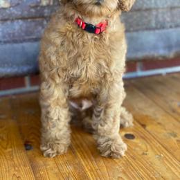 Goldendoodle Puppies from Zink Doodles