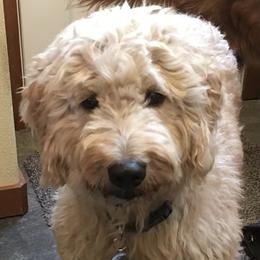 Violet - Goldendoodle
