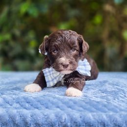 Thatcher - Black phantom male Aussiedoodle puppy in Centreville, Mississippi from Trin's Designer Doodles