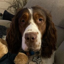 Rip - English Springer Spaniel
