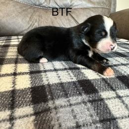 BTF - Black tri female Miniature Australian Shepherd puppy in Tallapoosa, Georgia from Williams Shepherds