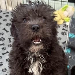 Austin - Black male Shihpoo puppy in Colonial Beach, Virginia from BeachRidge Pups