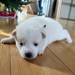 Black Collar - White male Pomsky puppy in Exeter, Rhode Island from Ocean State Pomskies