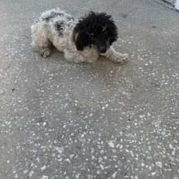 Poodle puppies from In the Name of Fluff