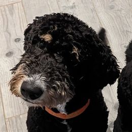 Lucy - Bernedoodle
