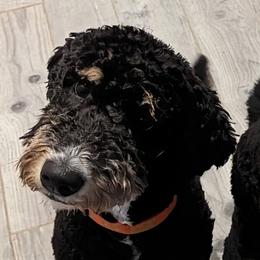 Lucy - Bernedoodle