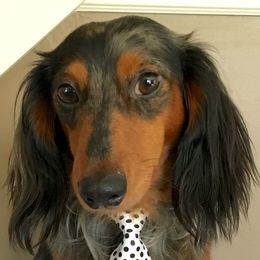 Dachshunds from Rich Point