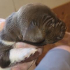 German Shorthaired Pointer Puppies from Stellar GSPs