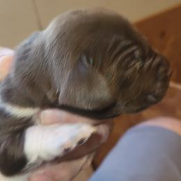German Shorthaired Pointer Puppies from Stellar GSPs