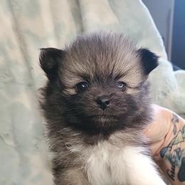 Girl 4 - Orange sable female Pomeranian puppy in Tulsa County, Oklahoma from CP Kennels