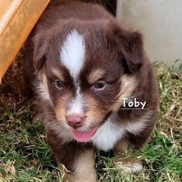 Toby - Red tri male Miniature Australian Shepherd puppy in Waxhaw, North Carolina from Cane Creek Aussies