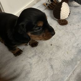 Dachshunds from Chocklett Farm Dachshund