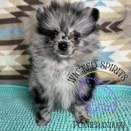 AKC CUPID - Blue merle male Pomeranian puppy in Watkins Glen, New York from Wicked Spirits Pomeranians