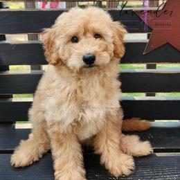 Pineapple - Apricot female Goldendoodle puppy in Mancelona, Michigan from Lavender poodles & doodles