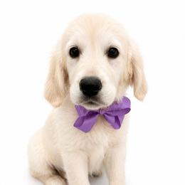 Ivory - Light golden female Golden Retriever puppy in Chicago, Illinois from Urbane Retrievers