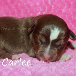 Carlee - Red tri-color female Miniature American Shepherd puppy in Godley, Texas from Flying H Toy and Mini Aussies