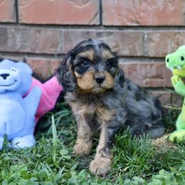 Map - Merle male Cavapoo puppy in Murray, Utah from Good Looking Dogs