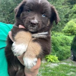 Dahlia - Red tri-color female Australian Shepherd puppy in Belmont, Vermont from Pennyrile Australian Shepherds