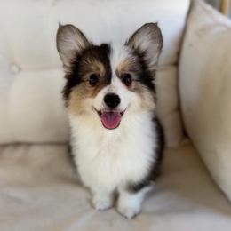 Chip - Black and tan female Pembroke Welsh Corgi puppy in Columbia, Tennessee from Wiggle B Ranch Corgis