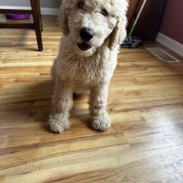 Mufasa (black collar) - Apricot Goldendoodle puppy in Byron Center, Michigan from The Perfect Doodle Paw