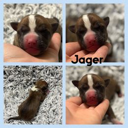 Jager - Red male American Staffordshire Terrier puppy in Marietta, Georgia from Ambition Amstaffs