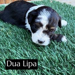 Dua Lipa - Black and white female Aussiedoodle puppy in Bakersfield, California from Annie's Aussies