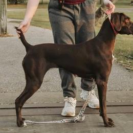 German Shorthaired Pointers from Freemans' GSP's