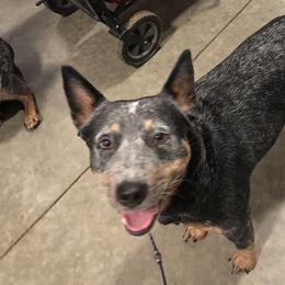 Calypso - Australian Cattle Dog