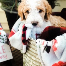 Goldendoodle Puppies from DeerCreek Doodles