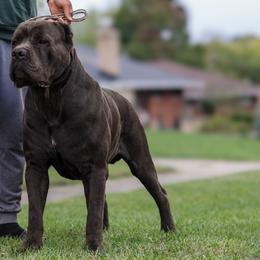 Easy - Cane Corso