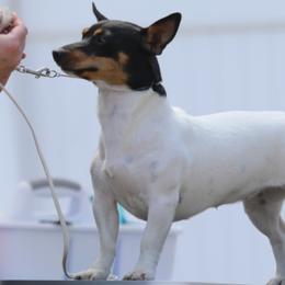 Aurora - Teddy Roosevelt Terrier