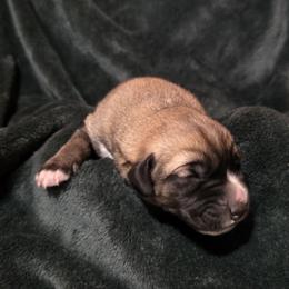 Boy 3 - Fawn male Anatolian Shepherd Dog puppy in Atl, Georgia from Florida Anatolian Shepherds