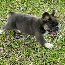 French Bulldog Puppies from Jasmine McMurtry