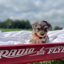 Boy 2 - Blue merle Aussiedoodle puppy in Higginsville, Missouri from Davis Creek Kennel