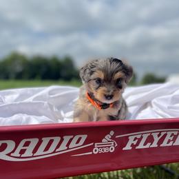 Boy 2 - Blue merle Aussiedoodle puppy in Higginsville, Missouri from Davis Creek Kennel