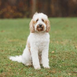 Teddy - Goldendoodle