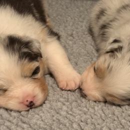 Australian Shepherd Puppies from Kraftbrewd Australian Shepherds