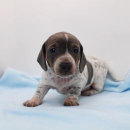 CKC Henry - Gray (blue) male Dachshund puppy in Christiansburg, Virginia from Little Legs Luxury Dachshunds