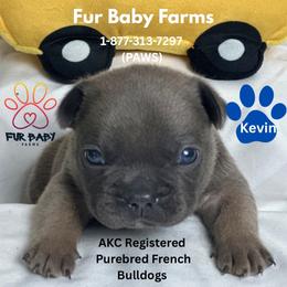 Kevin - Blue fawn male French Bulldog puppy in Michigan from Fur Baby Farms