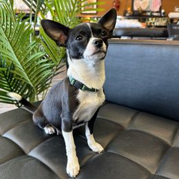 Olive - Chihuahua