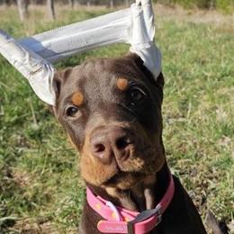 Cordelia - Red and rust female Doberman Pinscher puppy in Bruce Township, Michigan from Eminent Dobermans