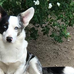 Cowboy - Cardigan Welsh Corgi
