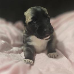Anatolian Shepherd Dog Puppies from Florida Anatolian Shepherds