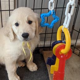 Golden Retriever Puppies from Sandy's Golden Pups