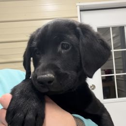 Labrador Retriever Puppies from Brush Creek Retrievers